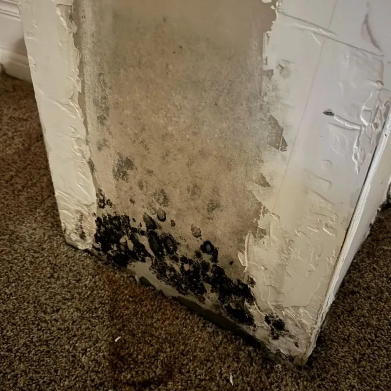 Professional Mold Removal in Bernalillo, NM